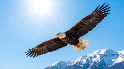 Obraz premium Majestic bald eagle soaring through a bright blue sky above snow-capped mountains