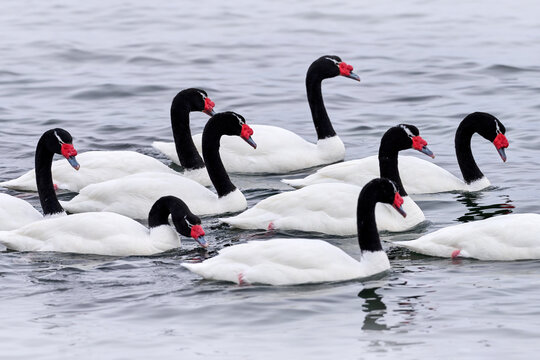 Black-necked swan, Cygnus melancoryphus, in sea water, snowy mountain in the background, Puerto Natales, Patagonia, Chile. Swans with grey stormy clouds. White bird with black neck and red bill.