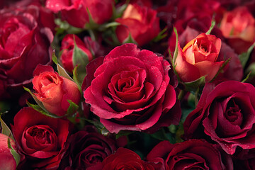 Fototapeta premium Colorful flower bouquet from red roses for use as background.