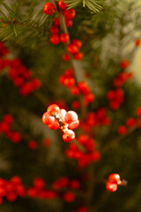 Close-up of bright red holly berries on evergreen branches with soft warm lighting. Natural festive...