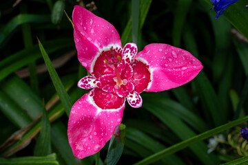 Tigridia pavonia, the Mexican shellflower in full bloom
