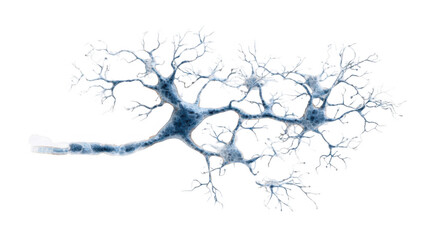 Medical illustration depicting a neuron with axon, myelin sheath, soma, dendrites, and synapses, isolated on a transparent background for scientific clarity