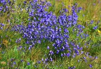 Glockenblumen (Campanula) in der Hohen Tatra, Polen