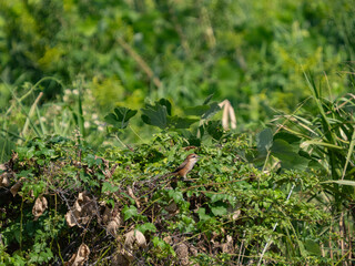 自然の中のモズ