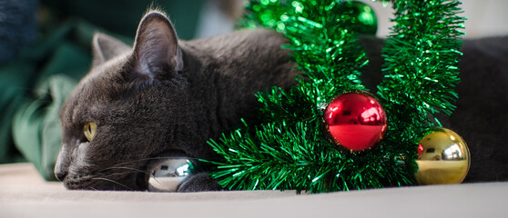 Domestic cat resting beside New Year decorations indoors