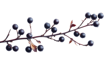 Branch with dark blue berries in autumnal mood with natural lighting on transparent background for botanical design isolated on transparent background