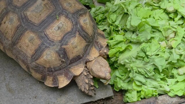 African Spurred Tortoise (Centrochelys sulcata) feeding on a pile of fresh green lettuce in a sanctuary or zoo setting. Top view.