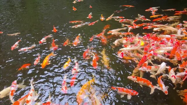 Colorful Koi Fish Crowding at Surface for Feeding.