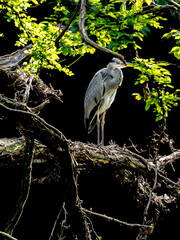 アオサギポートレート
