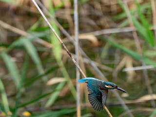 カワセミの飛び込み