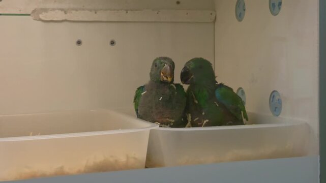 Two juvenile Eclectus parrots (Eclectus roratus), resting together inside a brooder.