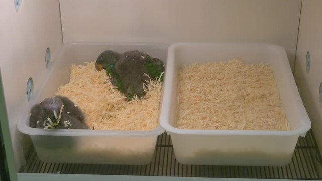 Two Eclectus parrot babies sleeping together inside a brooder.