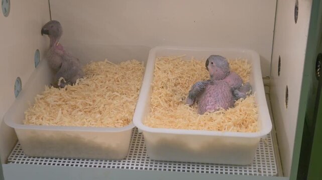 A blue-and-yellow macaw nestling on the right and an African grey parrot nestling on the left resting together inside a brooder.