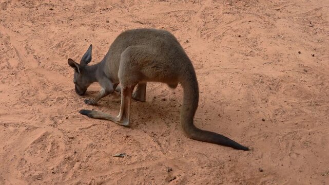 A single kangaroo positioned in a profile view on sandy ground. 