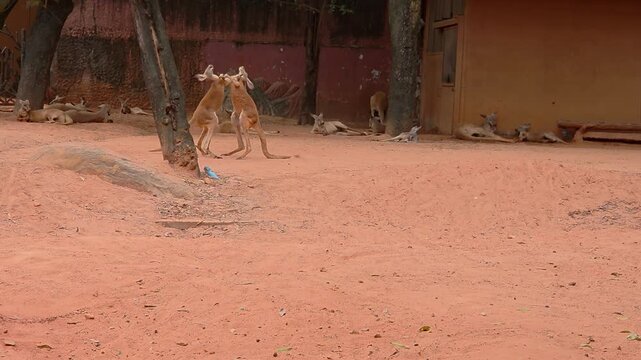 Two kangaroos boxing in a sandy enclosure, surrounded by other resting kangaroos.