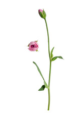 Delicate Blossom in Focus: A single, graceful stem bears two pink blossoms, capturing the fragile beauty of a spring bloom, symbol of nature's purity.