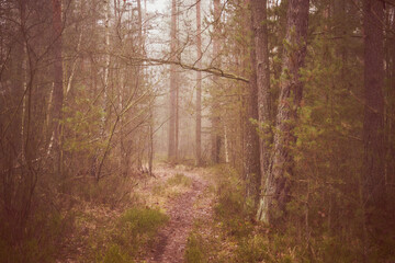 leśna ścieżka,mgła  © Marcin Łazarczyk
