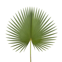 Obraz premium Single green palm frond fanned out against a vactor white background leaf tropical