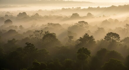 Foggy forest landscape at sunrise.
