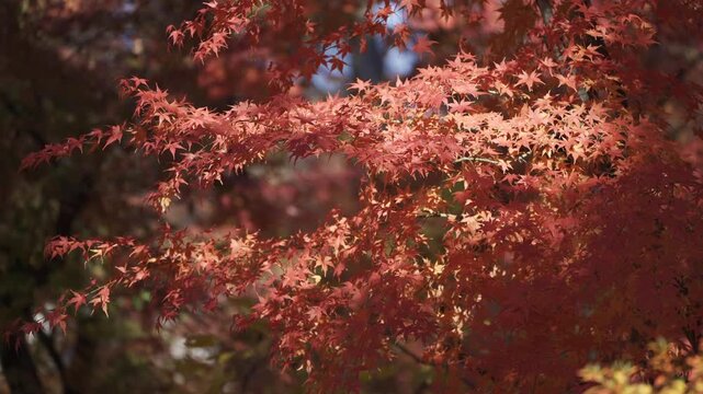 Vibrant Red Maple Leaves Swaying in the Autumn Breeze