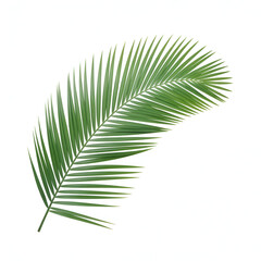 Obraz premium Vibrant green palm frond with delicate pointed leaves on vactor white background leaf