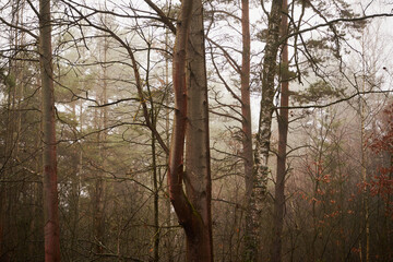 drzewa,las,mgła  © Marcin Łazarczyk