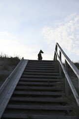 dog on stairs to dunes across nida, lithuania