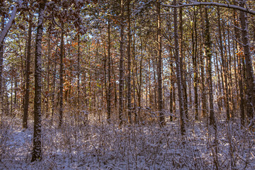 sunny day in winter forest