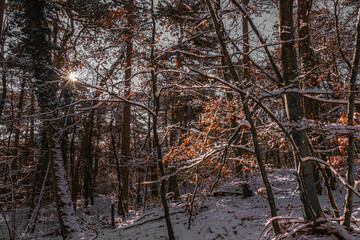 sunny day in winter forest