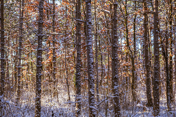 sunny day in winter forest