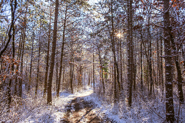 sunny day in winter forest
