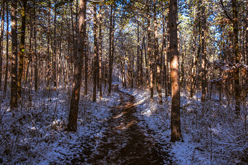 sunny day in winter forest