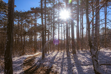 sunny day in winter forest