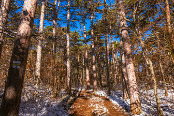 sunny day in winter forest