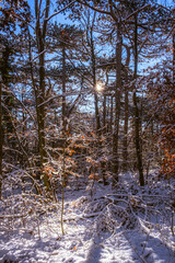 sunny day in winter forest