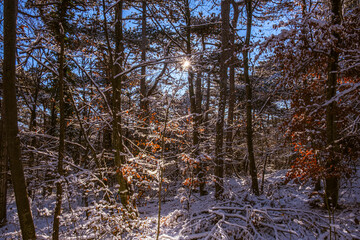 sunny day in winter forest