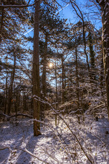sunny day in winter forest