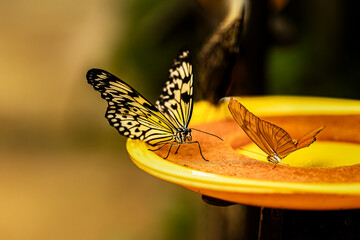 dos mariposas posadas en un comedero amarillo con fondo difuminado © tingitania