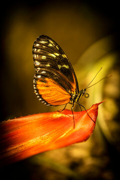Mariposa naranja y negra posta en una flor naranja con fondo amarillo y marr&oacute;n