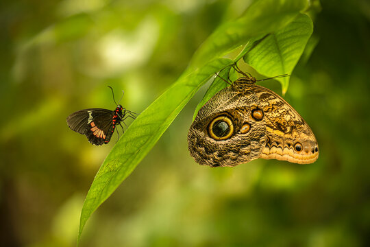 dos mariposas una la mariposa b&uacute;ho posadas en una rama verde cada una por un lado