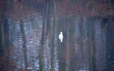 biała mewa na wodzie odbicie drzew