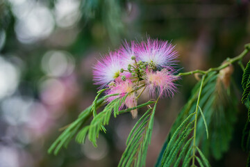 Closeup of a flower of a mimosa tree