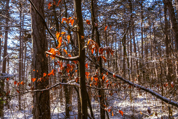 sunny day in winter forest