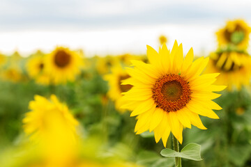Single sunflower in sharp focus with blurred field background