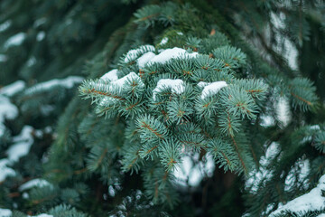 Snow-covered white pine trees serve as a backdrop for creative works.