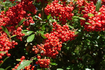 ピラカンサの赤い実