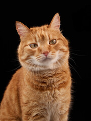 A domestic orange cat stares straight ahead calmly. Close-up taken in a professional black studio setup.