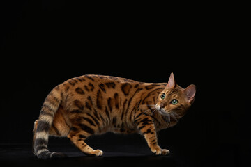 Obraz premium A Bengal cat takes a step forward with alert eyes. Its muscular body and distinct markings are sharply lit.