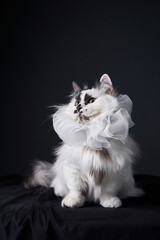 A fluffy long-haired cat sits on a dark background, gazing upwards. Its fur is illuminated softly, creating a dreamy and elegant composition.