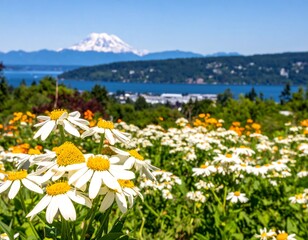 A field of daisies with a mountain view